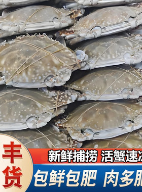 生冻梭子蟹保鲜包肥特大蟹发顺丰