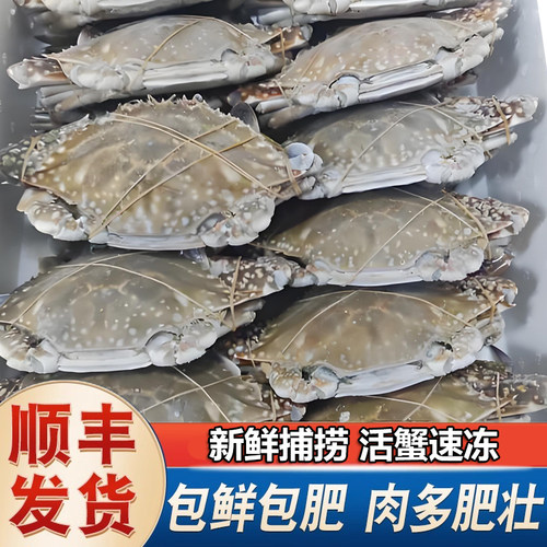 生冻梭子蟹保鲜包肥特大蟹发顺丰