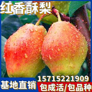 红香酥梨苗嫁接南北方庭院特大地栽种植阳台盆栽耐寒果树当年结果