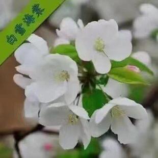 高杆西府垂丝北美海棠树花苗地栽盆栽庭院海棠植物耐寒花卉木本花