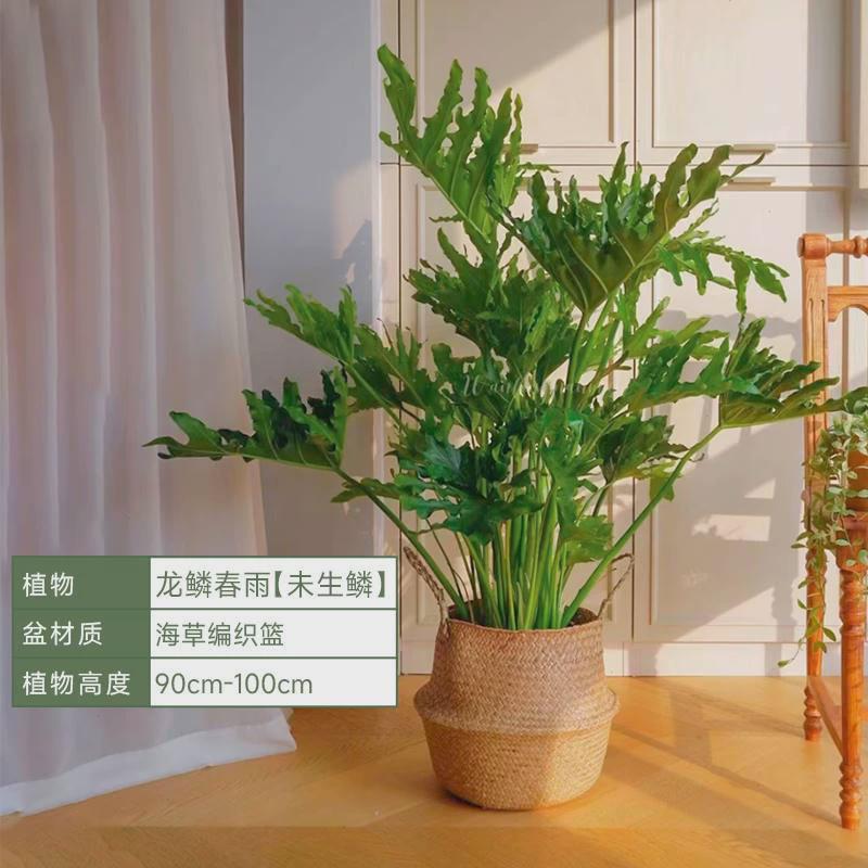 龙鳞春羽绿植盆栽客厅好养大型植物办公室落地网红盆景室内除甲醛