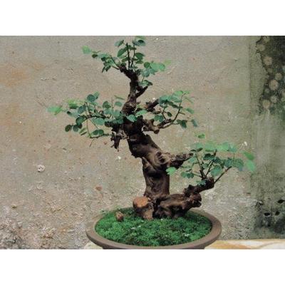 羊蹄甲懒人植物绿植盆景盆栽不死神树关注店铺看每晚8到12直播挑