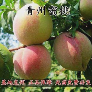晚熟桃树苗 青州蜜桃树苗 冬雪蜜桃苗 嫁接桃苗南北方种植果树苗