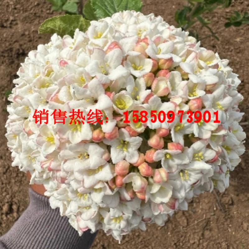 新品种大叶布克木绣球浓香味木本绣球粉色红蕾雪球荚蒾树苗盆栽苗