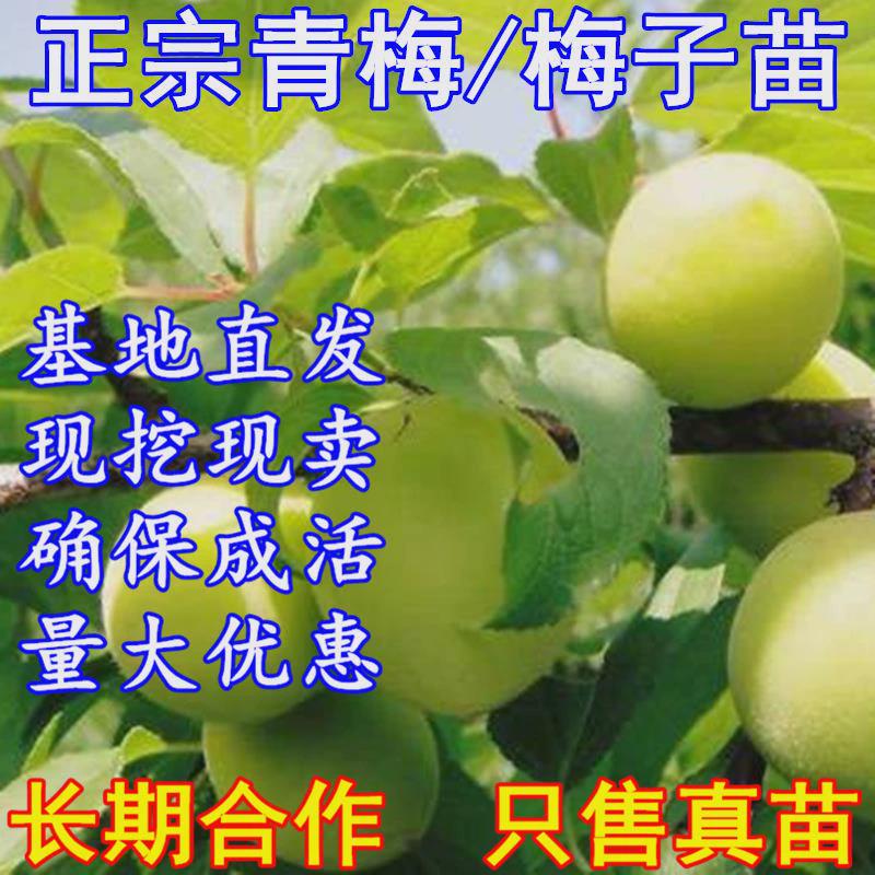 嫁接青梅果梅乌梅树苗盆栽地栽酸梅子南北方种植庭院当年结果5年