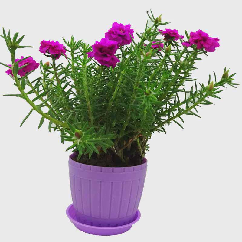 重瓣太阳花苗盆栽绿植庭院阳台四向日葵/太阳花
