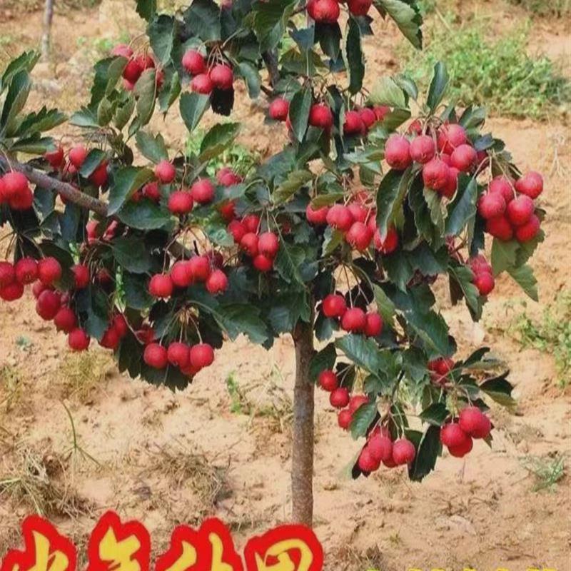 山楂树活苗大金星大五棱苗甜红子黄山楂嫁接歪把红果苗山里红树苗