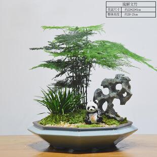 文竹植物盆景大室内盆栽桌面办公桌绿植水培陶瓷装饰摆件中式礼品