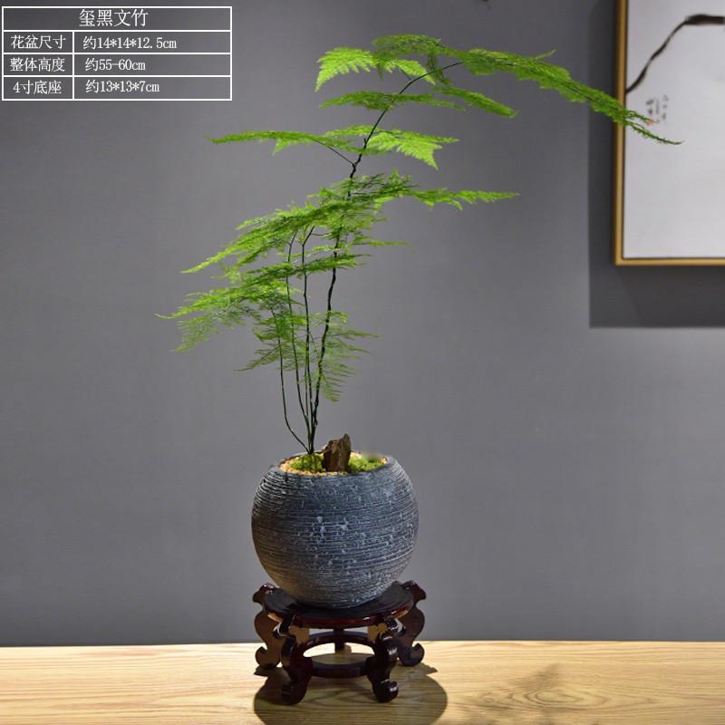 文竹盆景植物四季常青桌面绿植盆栽中式禅意意境茶室装饰摆件礼品