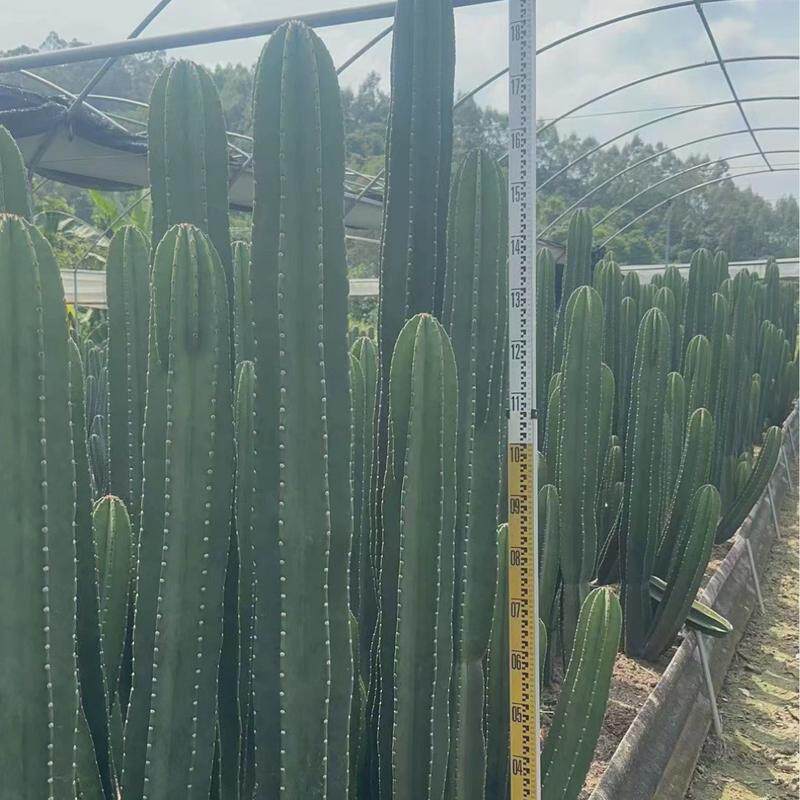 量植物尺高度2米左右仙人球仙人球基地直发景观造景沙生天