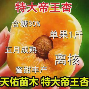 特大耐寒耐旱帝王杏树苗嫁接盆栽地栽南方北方种植试种当年结果