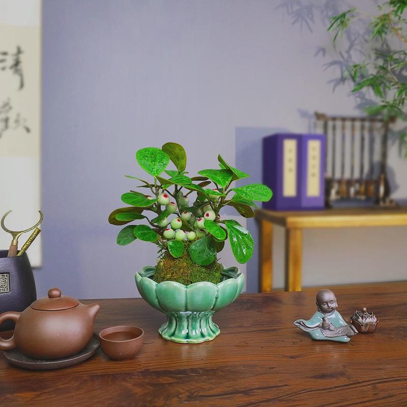 菩提树盆景 小盼菩提盆栽带果 中式禅意室内植物水培桌面造型绿植