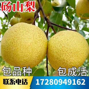 砀山梨树果苗南北方庭院地栽特大果树盆栽嫁接酥梨早熟当年结果