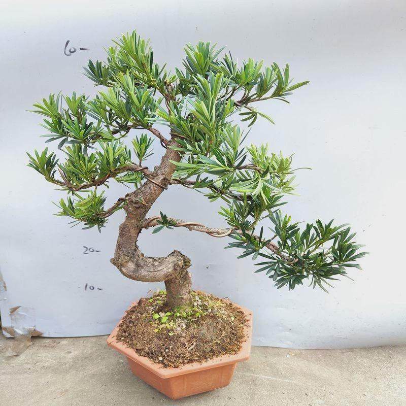 罗汉松盆景雀舌造型小叶罗汉松室内庭院绿植盆栽四季常青活耐好养,鲜花速递/花卉仿真/绿植园艺,绿植,淘宝优惠券,粉丝福利购,淘宝优惠卷