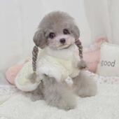 宠物带牵引扣加绒狗狗猫小型犬秋冬棉服保暖比熊泰迪衣服