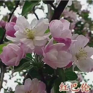 高杆西府垂丝花苗海棠北美地栽盆栽庭院海棠树植物耐寒花卉木本花