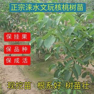 涞水文玩核桃树苗麻核桃树苗官帽四座楼满天星宫灯南疆石白狮子头