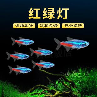 群游好养热带鱼大号红绿灯鱼宠物鱼草缸水族馆观赏鱼小型淡水灯鱼
