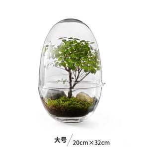 收藏手作玻璃罩微景观生态瓶摆件透明绿植物展示盒防尘可选三款