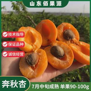 特大果晚熟奔秋杏树苗新品种晚红杏子树苗当年结果苗庭院地栽盆栽