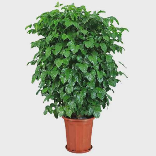 四季常青大盆栽客厅办公室幸福树植物好养绿植盆景