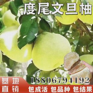 度尾文旦柚子树苗特大果树果苗盆栽嫁接南北方庭院地栽当年结果