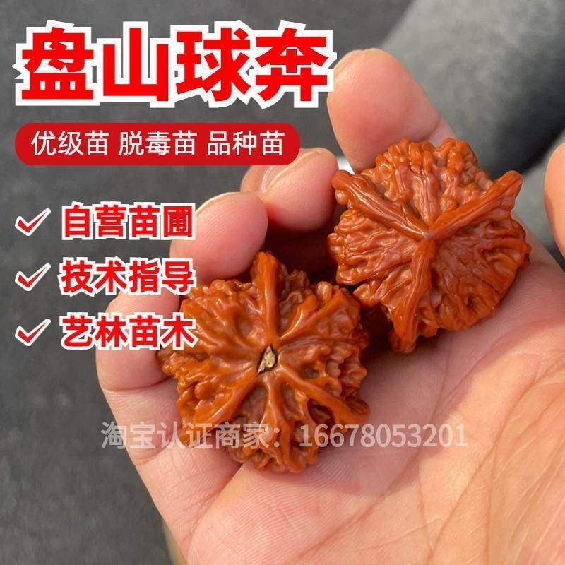 文玩核桃树苗盘山球奔异形三棱正奔麻核桃苗南方北方种植当年结果