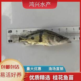 淡水桂花鱼翘嘴桂鱼苗鳜鱼苗花桂花鱼苗鲜活贵鱼苗凶猛路亚季鱼苗