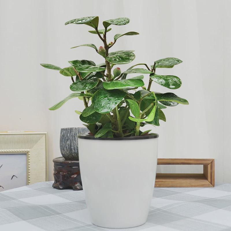 小盼菩提招财树绿植小盆栽办公室内四季常青植物开业招财绿植花卉
