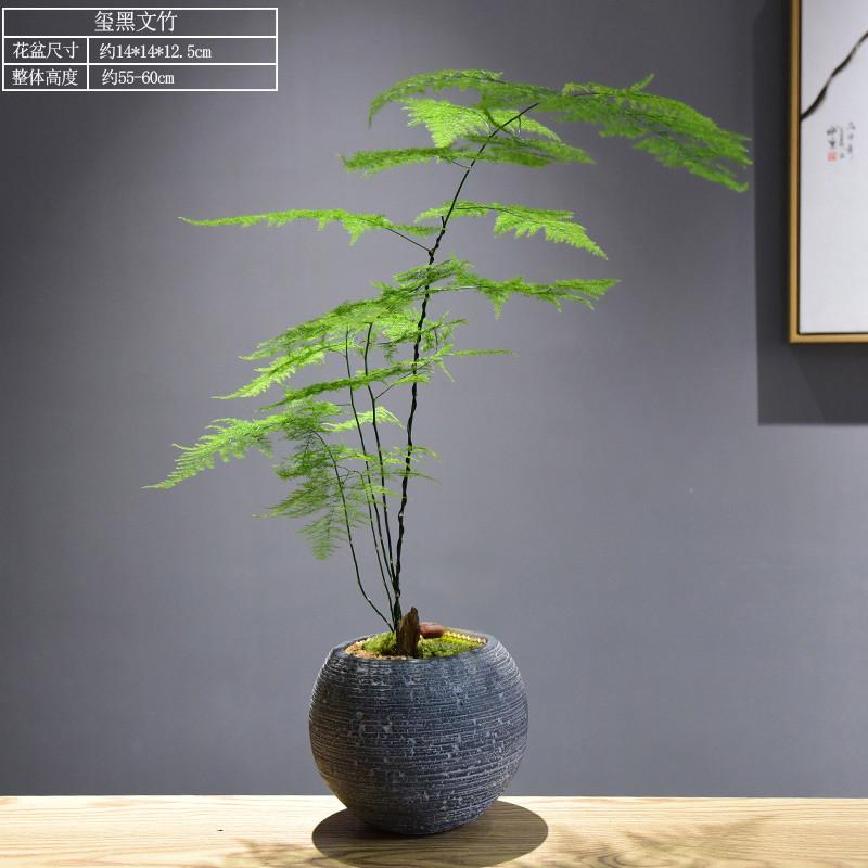 文竹盆景植物四季常青桌面绿植意境中式禅意盆栽茶室礼品装饰摆件