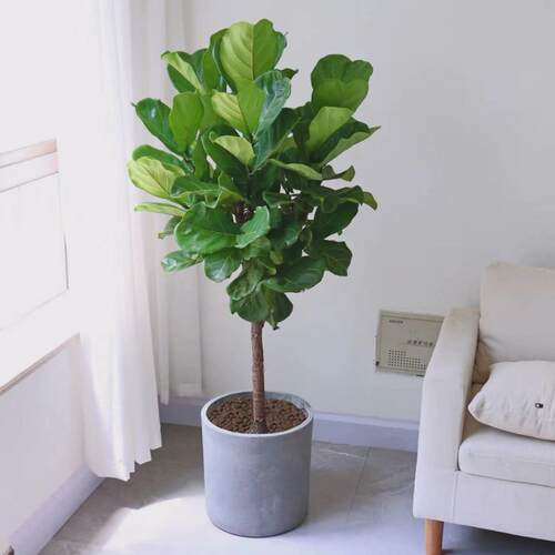 琴叶榕盆栽客厅室内大型绿色植物橡皮树大叶四季好养耐阴小棒棒糖