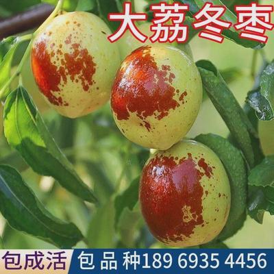 大荔冬枣苗树南北方盆栽活苗嫁接枣子树苗地栽特大果树当年结果