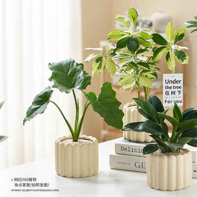 办公室桌面室内绿植小盆栽奶油风摆件四季好养室内吸甲醛净化空气