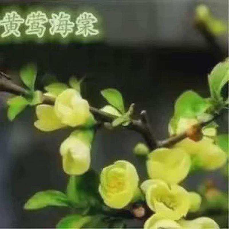 高杆西府垂丝北美海棠花苗地栽盆栽庭院海棠树植物耐寒花卉木本花