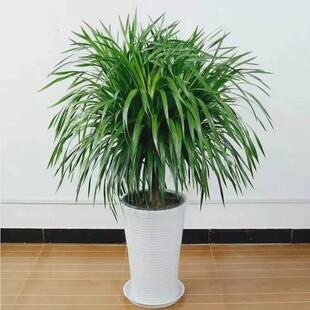 龙须绿植龙须铁龙血树多头花卉盆栽室内客厅大型树花卉美化空气