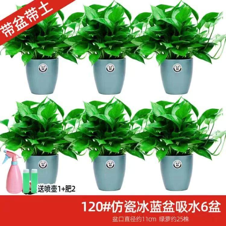 绿萝盆栽室内植物新房吸除气味水培花卉绿植盆景长藤垂吊兰大绿萝