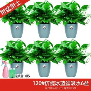 绿萝盆栽室内植物新房气味除吸水培花卉绿植盆景长藤垂吊兰大绿萝