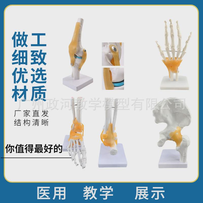 人体膝关节模型肩关节肘关节手关节脚关节髋关节自然大骨骼模型