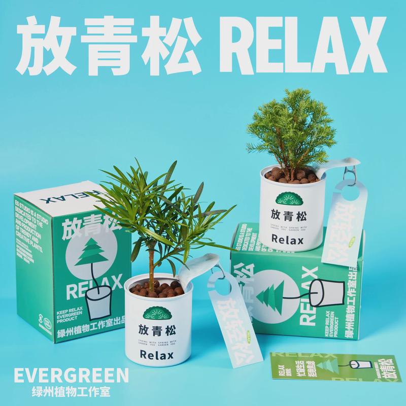 绿州请放青松雾松罗汉松植物盆栽吸甲醛办公室桌面绿植创意礼物