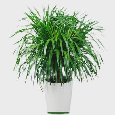 龙须树大型绿植多头龙血树龙铁树发财树室内客厅盆栽花卉植物盆景
