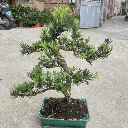 罗汉松盆景雀舌造型小叶罗汉松室内庭院绿植盆栽四季常青好养耐活