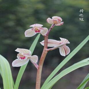 兰花浓香型莲瓣兰小雪素素冠荷鼎如意素荷绿植盆栽好养易活