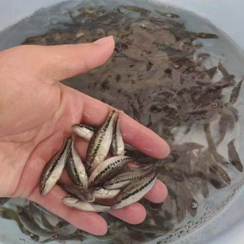 桂花鱼苗鳜鱼苗翘嘴鱼苗斑加州肉食性鱼苗桂鱼鲈鱼苗鲈鱼苗小鱼苗