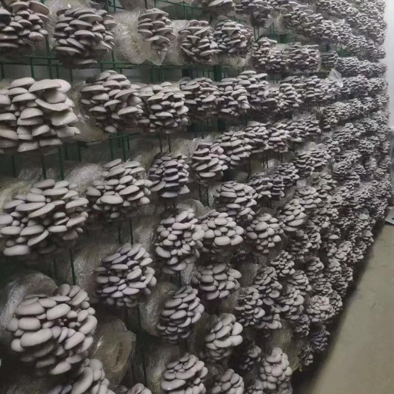食用菌摆放架子大棚养殖蘑菇架平菇出菇网格架秀珍菇养殖架菌包架