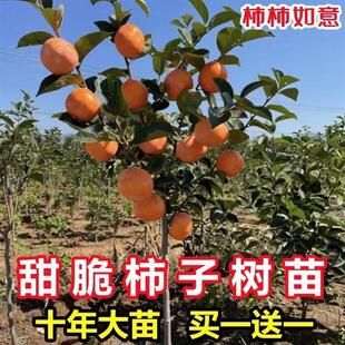 甜脆杮子树苗包活甜脆柿子树苗嫁接盆栽果树苗南北方种植当年结果