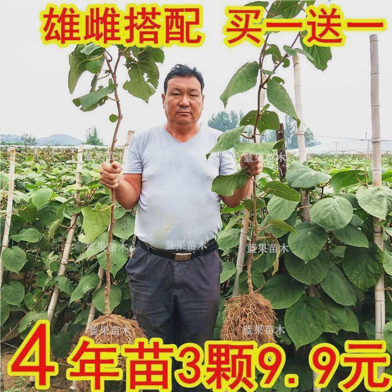 嫁接猕猴桃苗红心徐香软枣猕猴桃苗地栽当年结果南北方种植果树苗