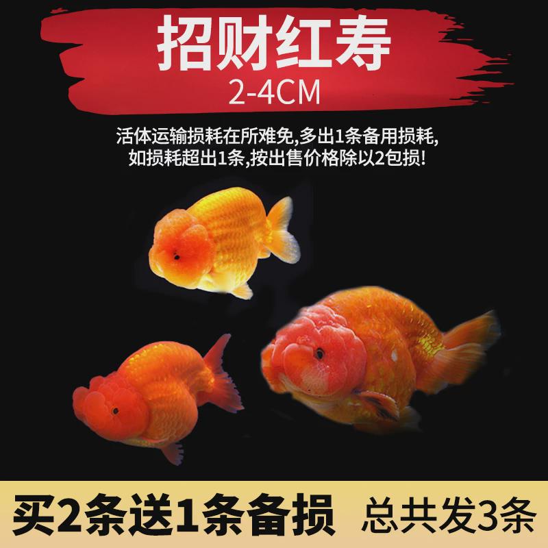 兰寿金鱼小鱼苗观赏鱼耐活冷水鱼活鱼宠物小型淡水草锦鲤好养金鱼