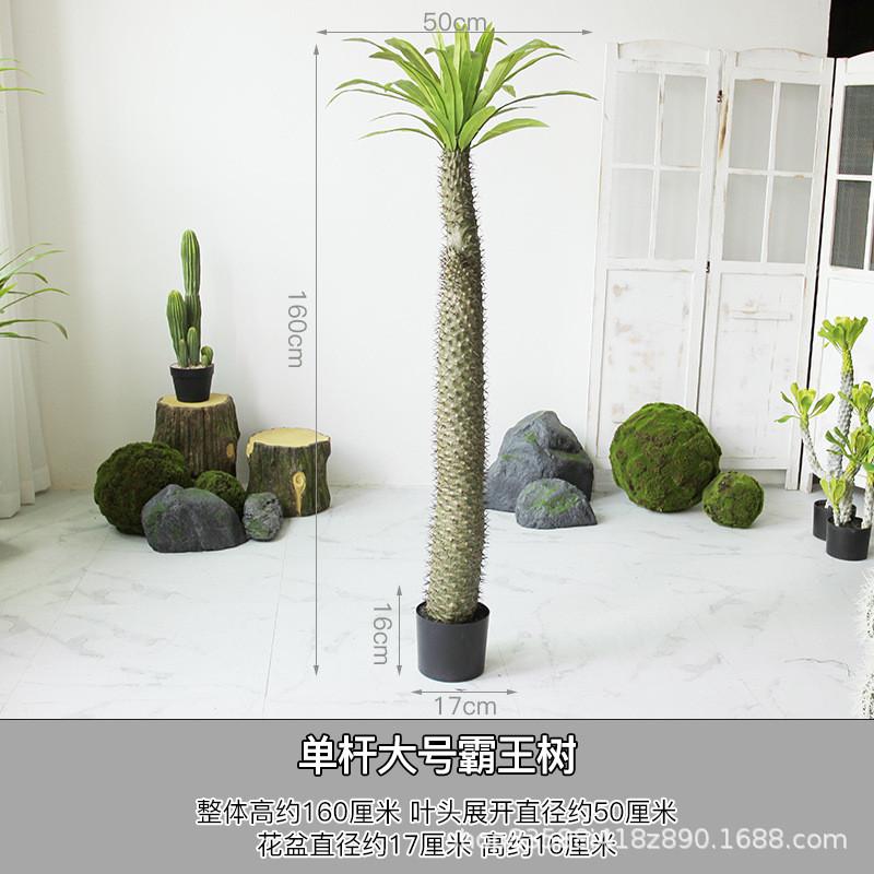 仿真非洲霸王树盆栽热带沙漠假植绿植物软装店铺橱窗造景装饰摆件