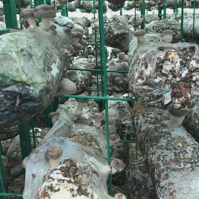 金耳菇养殖网架平菇种植架大棚蘑菇架食用菌网格温室蘑菇出菇架