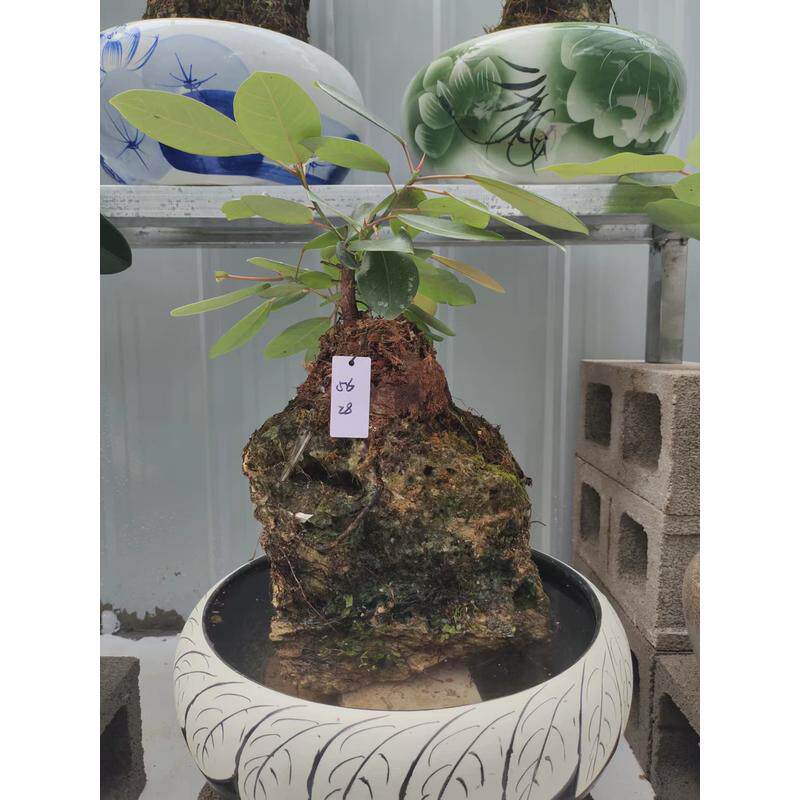 精品吸水石小盆景室内好养易活增加空气湿度榕树吸甲醛四季常绿